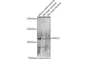 Western blot analysis of extracts of various cell lines, using MUC2 antibody (ABIN7268690) at 1:500 dilution. (MUC2 antibody  (AA 4850-4950))