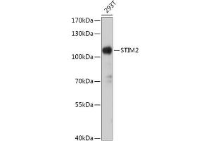 Western blot analysis of extracts of 293T cells, using STIM2 antibody (ABIN7270611) at 1:1000 dilution.