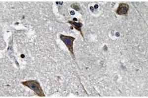 Immunohistochemistry (IHC) analyzes of Ob-R antibody in paraffin-embedded human brain tissue. (Leptin Receptor antibody)