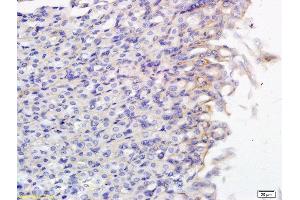 Formalin-fixed and paraffin embedded mouse small intestine labeled with Anti SLCO2B1 Polyclonal Antibody, Unconjugated  followed by conjugation to the secondary antibody and DAB staining (SLCO2B1 antibody  (AA 531-630))
