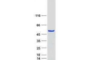 Validation with Western Blot