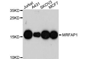 Western blot analysis of extracts of various cell lines, using MRFAP1 antibody (ABIN5995704) at 1/1000 dilution. (MRFAP1 antibody)