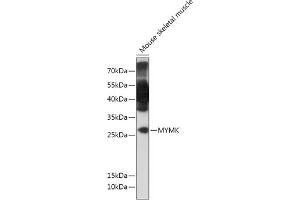 Western blot analysis of extracts of Mouse skeletal muscle, using MYMK antibody (ABIN7269672) at 1:1000 dilution. (Protein Myomaker (MYMK) antibody)