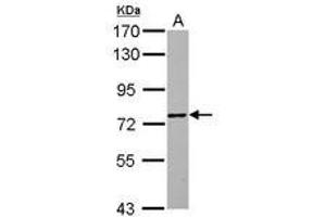 Image no. 1 for anti-Zinc Finger Protein 418 (ZNF418) (Internal Region) antibody (ABIN1493531) (ZNF418 antibody  (Internal Region))