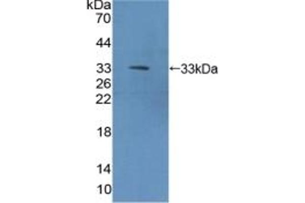 METRN antibody  (AA 22-291)