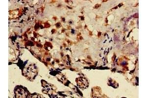 Immunohistochemistry of paraffin-embedded human placenta tissue using ABIN7149828 at dilution of 1:100 (DRG1 antibody  (AA 173-228))