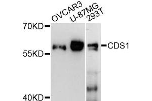 Western blot analysis of extracts of various cell lines, using CDS1 antibody (ABIN6292467) at 1:3000 dilution. (CDS1 antibody)