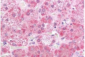 Human Adrenal: Formalin-Fixed, Paraffin-Embedded (FFPE) (MEK2 antibody  (N-Term))