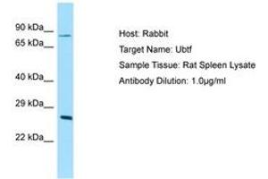 Image no. 1 for anti-Upstream Binding Transcription Factor, RNA Polymerase I (UBTF) (N-Term) antibody (ABIN6749852) (UBTF antibody  (N-Term))