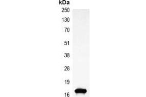 Immunoprecipitation of Histone H3 from 0. (Histone 3 antibody)