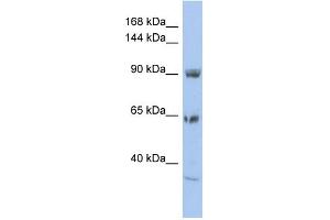 TPCN1 anticorps  (N-Term)