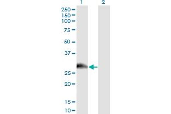 PAGE1 antibody  (AA 1-146)