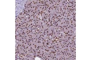 Immunohistochemical staining (Formalin-fixed paraffin-embedded sections) of human pancreas with AKAP8 polyclonal antibody  shows strong nuclear positivity in exocrine glandular cells. (AKAP8 antibody)