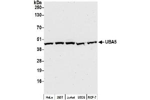 Western Blotting (WB) image for anti-Ubiquitin-Like Modifier Activating Enzyme 5 (UBA5) (AA 325-375) antibody (ABIN7450856)