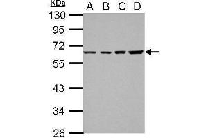 WB Image Sample (30 ug of whole cell lysate) A: 293T B: A431 C: HeLa D: HepG2 10% SDS PAGE antibody diluted at 1:1000 (NR2C1 antibody)