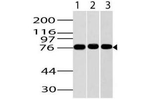 Image no. 1 for Goat anti-Mouse IgG antibody (HRP) (ABIN5027922) (Goat anti-Mouse IgG Antibody (HRP))