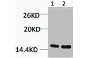 Western blot analysis of 1) Hela, 2) 3T3, diluted at 1:1000. (HIST1H3A/HIST2H3A/H3F3A (H3R26me) antibody)