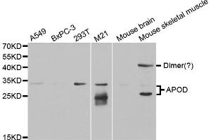 Western blot analysis of extracts of various cell lines, using APOD antibody (ABIN5973043) at 1/1000 dilution. (Apolipoprotein D antibody)