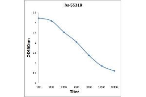 Antigen: 0. (NFKB1 antibody  (pSer893))