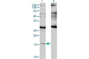 Western Blot analysis of ID2 expression in transfected 293T cell line by ID2 monoclonal antibody (M01), clone 3C3. (Id2 antibody  (AA 1-134))
