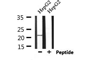 Western blot analysis of extracts from HepG2, using GAS3 Antibody. (PMP22 antibody  (C-Term))