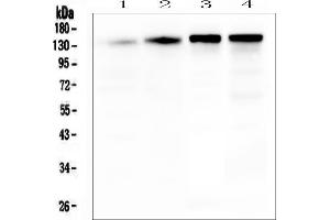 Western blot analysis of SRCIN1 using anti-SRCIN1 antibody (ABIN6719623).