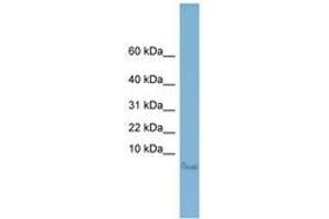 Image no. 1 for anti-Motilin (MLN) (AA 35-84) antibody (ABIN6742022) (Motilin antibody  (AA 35-84))
