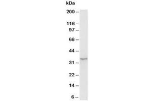 Western blot testing of Morg1 antibody and rat brain tissue lysate (MORG1 antibody  (N-Term))