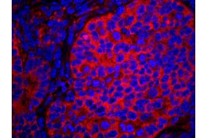 Immunofluorescence (IF) image for anti-eIF2 alpha/eif2s1 (C-Term) antibody (ABIN7448959) (eIF2 alpha/eif2s1 (C-Term) antibody)