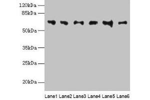 FBXO24 antibody  (AA 1-200)