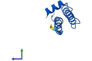 AlphaFold protein structure predicition of Human Recombinant ATP6V0E2 Protein, UniprotID Q8NHE4 (ATP6V0E2 Protein (AA 1-81) (Fc Tag))
