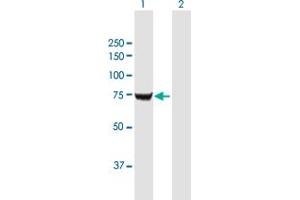 Western Blot analysis of IGF2BP2 expression in transfected 293T cell line by IGF2BP2 MaxPab polyclonal antibody. (IGF2BP2 antibody  (AA 1-598))