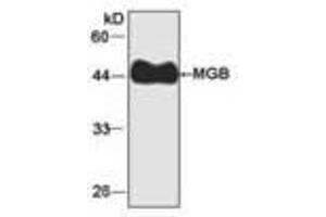 Image no. 1 for anti-Myoglobin (MB) antibody (ABIN791535) (Myoglobin antibody)