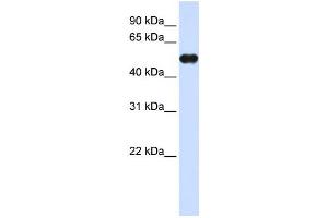 Western Blotting (WB) image for anti-Myeloid Cell Nuclear Differentiation Antigen (MNDA) antibody (ABIN2458298) (MNDA antibody)