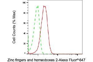 Flow cytometric analysis of Zinc fingers and homeoboxes 2 expression in HeLa cells using Zinc fingers and homeoboxes 2 antibody (ABIN7800905), 1:2,000).