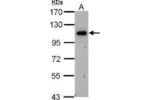 WB Image Sample (30 ug of whole cell lysate) A: U87-MG 7.
