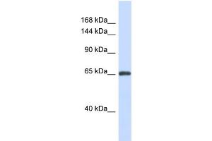 ZNF280D antibody  (N-Term)