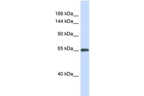 ZNF280D Antikörper  (N-Term)