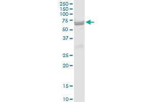 ST6GAL2 MaxPab polyclonal antibody. (ST6GAL2 antibody  (AA 1-455))