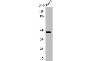Western Blot analysis of BxPc3 cells using AR-β2 Polyclonal Antibody (beta 2 Adrenergic Receptor antibody)