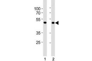 SMAD3 antibody western blot analysis in HepG2 and mouse C2C12 lysate. (SMAD3 antibody  (AA 186-215))
