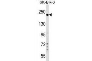 Western Blotting (WB) image for anti-Shroom Family Member 2 (SHROOM2) antibody (ABIN2999737)