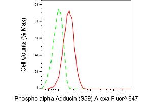 anti-Adducin 1 (Alpha) (ADD1) (pSer59) antibody