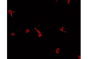 ABIN6276965 staining HepG2? (RAB27A antibody  (C-Term))