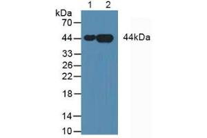 Figure. (Annexin A3 antibody  (AA 26-160))
