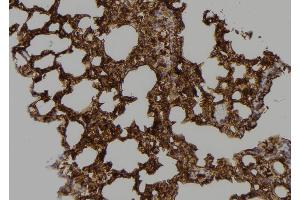 ABIN6268788 at 1/100 staining Mouse lung tissue by IHC-P. (Caspase 9 antibody  (Cleaved-Asp353))