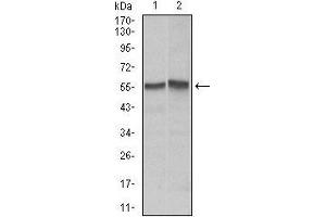 Western blot analysis using FAS mouse mAb against Hela (1), Jurkat (2) cell lysate.