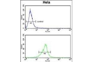 COTL1 Antibody (C-term) (ABIN652766 and ABIN2842503) flow cytometry analysis of Hela cells (bottom histogram) compared to a negative control cell (top histogram). (COTL1 antibody  (C-Term))