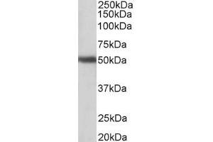 ABIN870697 (1µg/ml) staining of Human Cerebellum lysate (35µg protein in RIPA buffer). (GPR83 antibody  (AA 17-30))