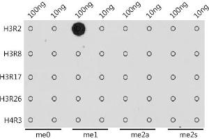 Dot-blot analysis of all sorts of methylation peptides using MonoMethyl-Histone H3-R2 antibody (ABIN3017476, ABIN3017477, ABIN3017478 and ABIN6220105) at 1:1000 dilution. (Histone 3 antibody  (H3R2me))